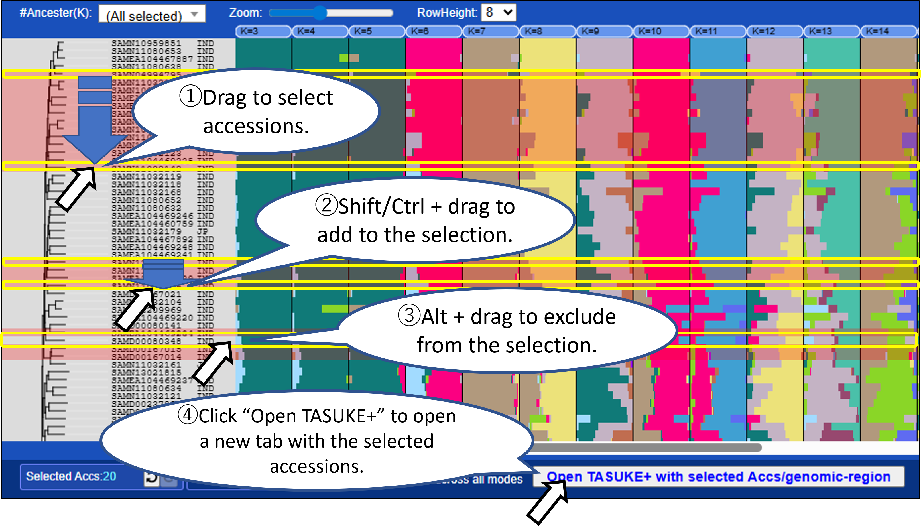 MacroViewer_ADMIXTURE